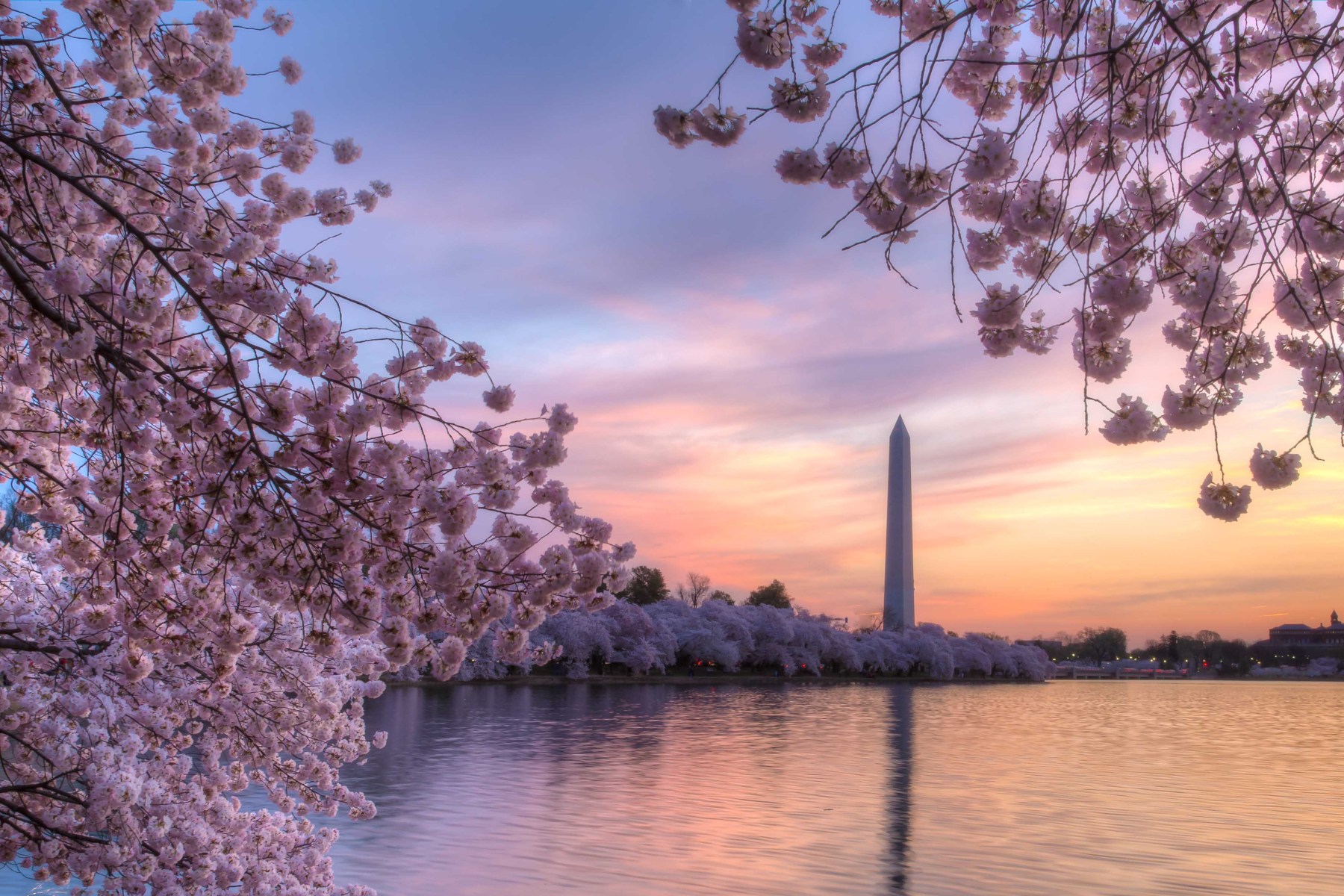 An image of cherry blossom trees in bloom